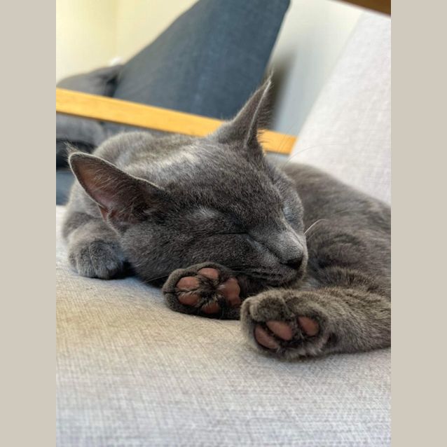 Photo of Bellatrix (Trixie!)