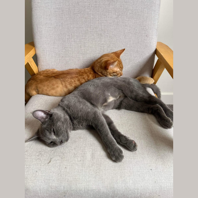 Photo of Bellatrix (Trixie!)