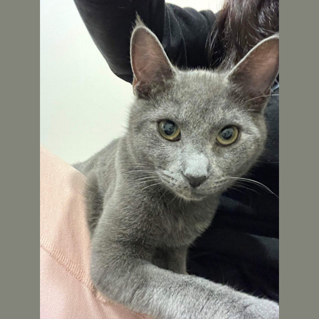 Photo of Bellatrix (Trixie!)