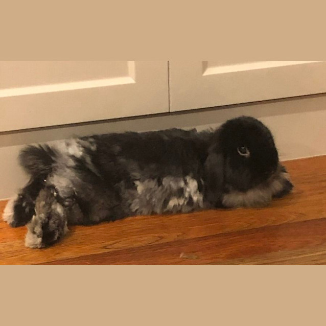 Photo of Midnight & Jynx