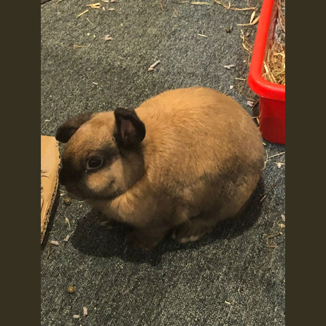 Photo of Midnight & Jynx