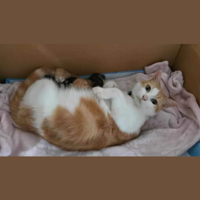 Photo of Little Lady Love Bug 