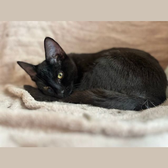 Photo of Pandora   Located In Frankston