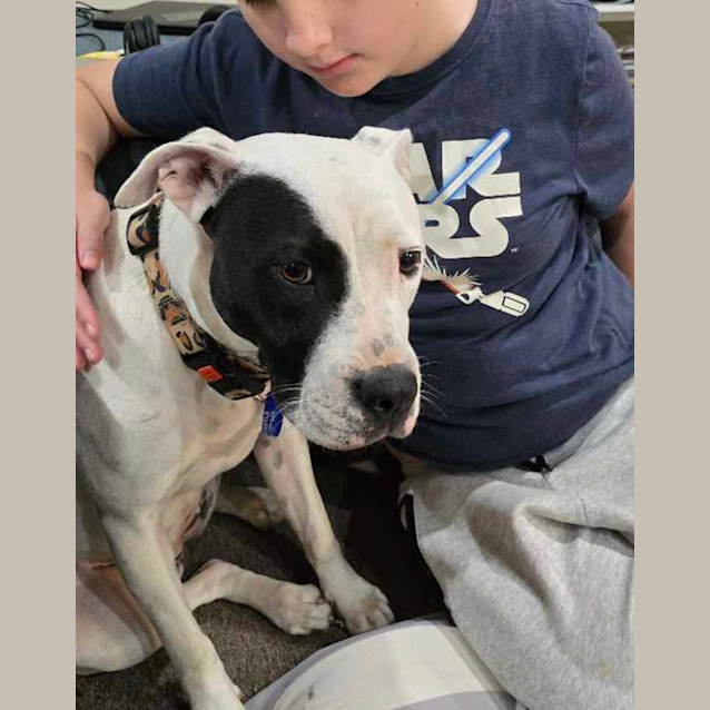 Photo of Lila   1 Year Old Shar Pei X Staffy (Trial)