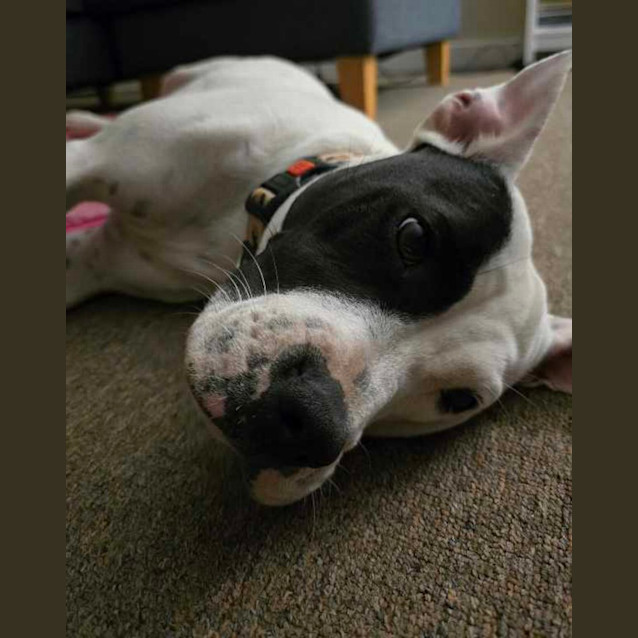 Photo of Lila   1 Year Old Shar Pei X Staffy (Trial)