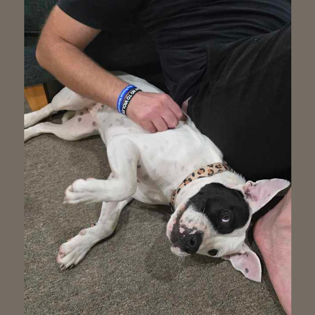 Photo of Lila   1 Year Old Shar Pei X Staffy (Trial)