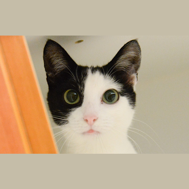 Photo of Daisy