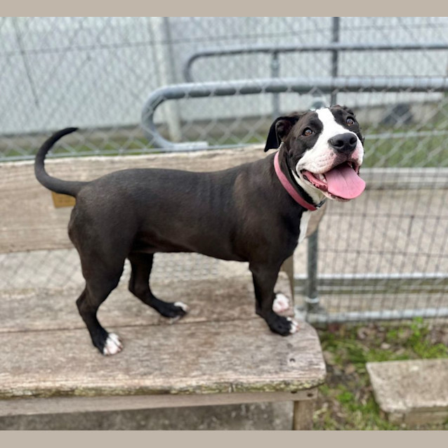 Photo of Roxi