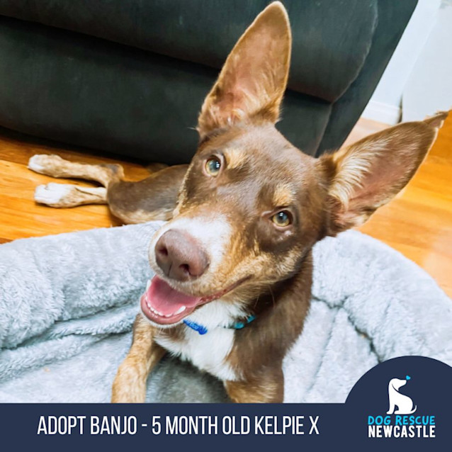 Photo of Banjo   5 Month Old Kelpie X (Trial)