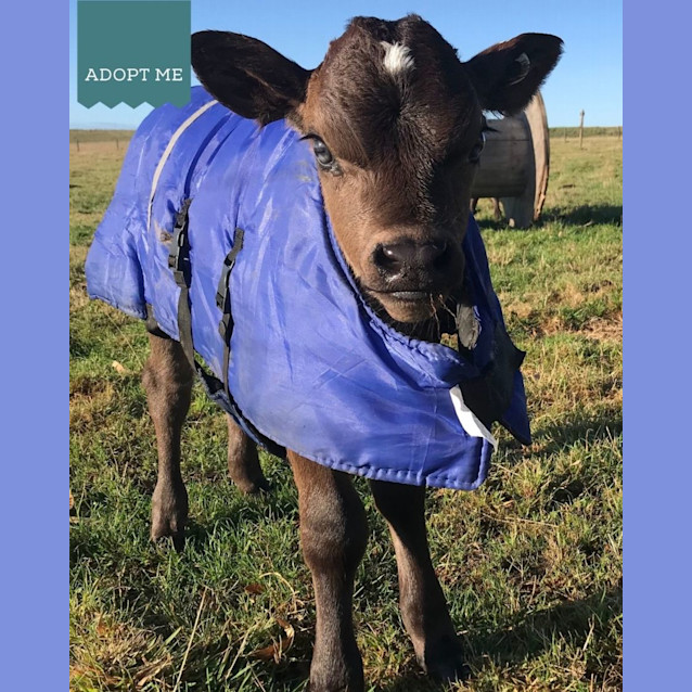 Photo of Lenny And Cinnamon