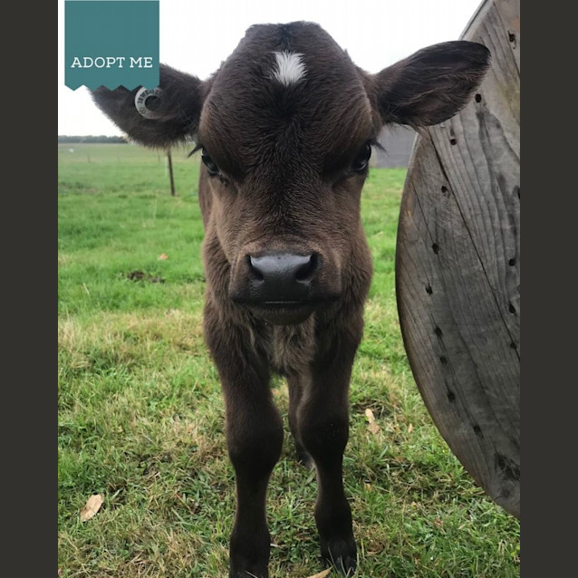 Photo of Lenny And Cinnamon