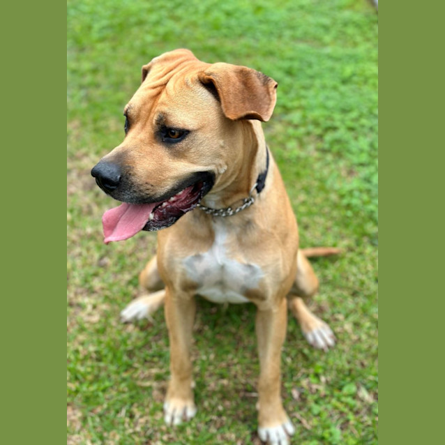 Photo of Rosie