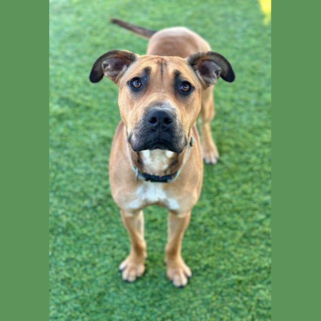 Photo of Dulcie