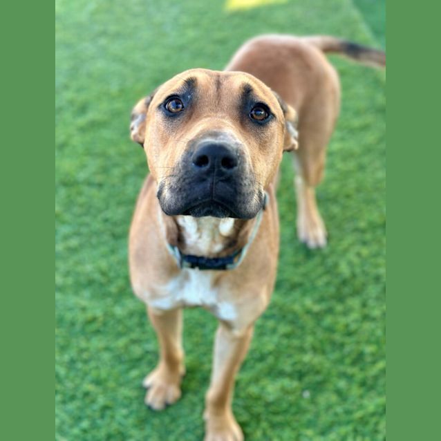 Photo of Dulcie