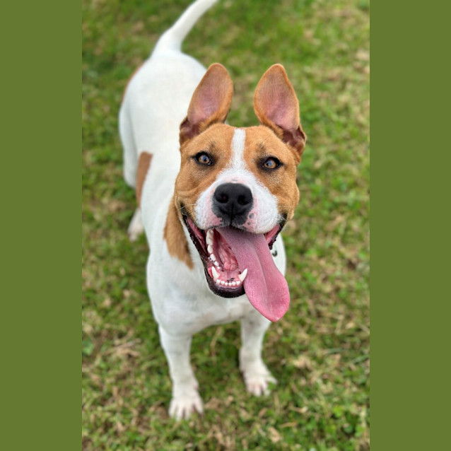Photo of Diesel