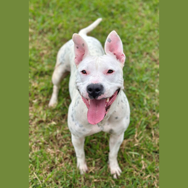Photo of Piper