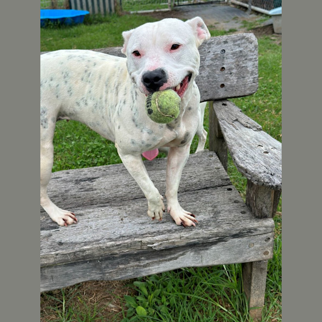 Photo of Piper