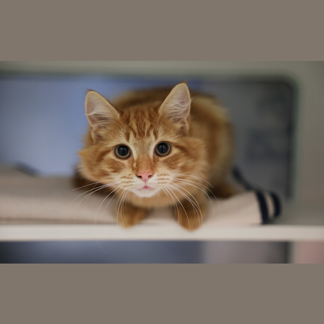 Photo of Nugget
