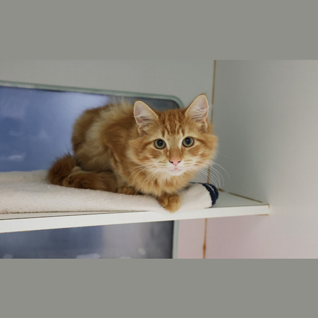 Photo of Nugget