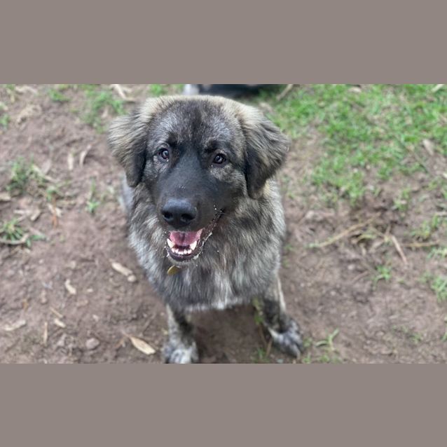 Photo of Chew Barka