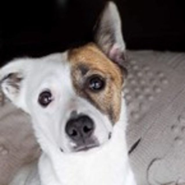 Photo of Nova