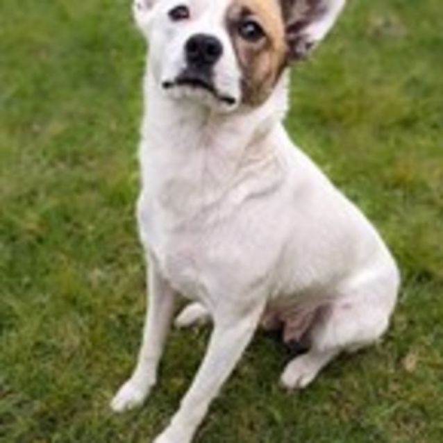 Photo of Nova