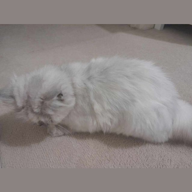Photo of Rosie 