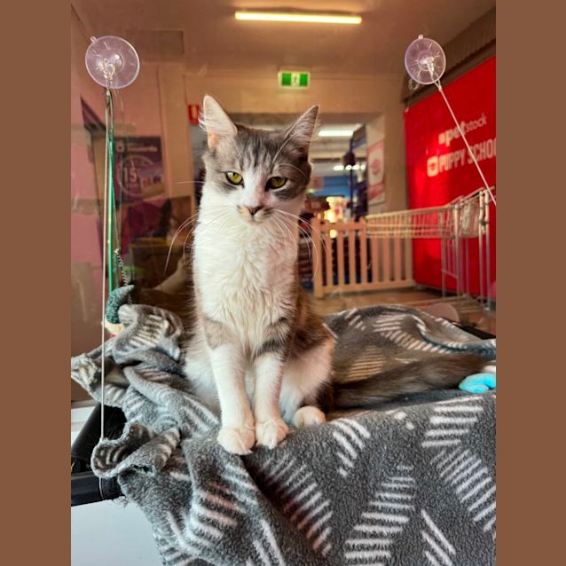 Photo of Roxette Meet Me@Petstock Chelsea Store