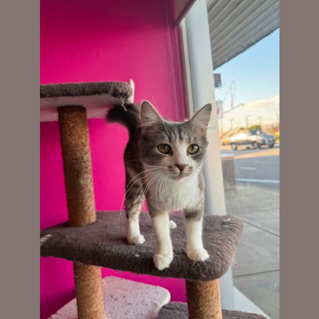 Photo of Roxette Meet Me@Petstock Chelsea Store