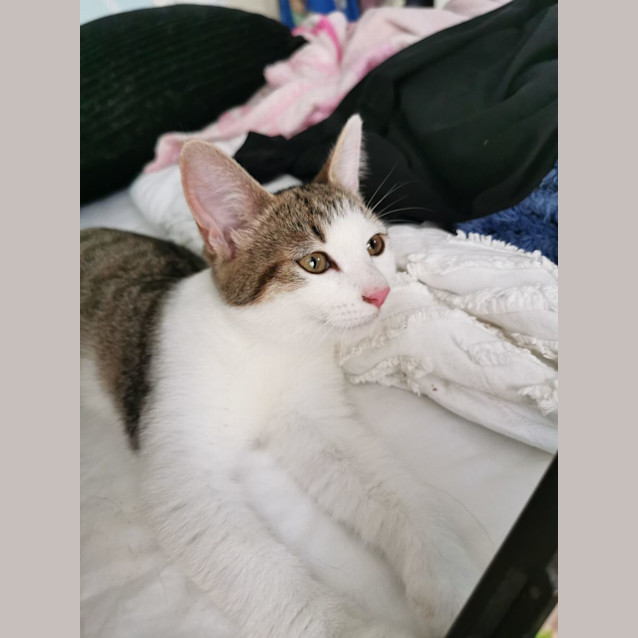 Photo of Lady Bessy Bouffant Iii