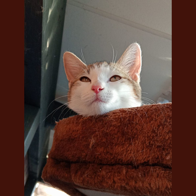 Photo of Lady Bessy Bouffant Iii