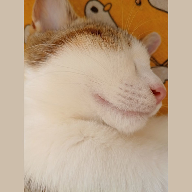 Photo of Lady Bessy Bouffant Iii