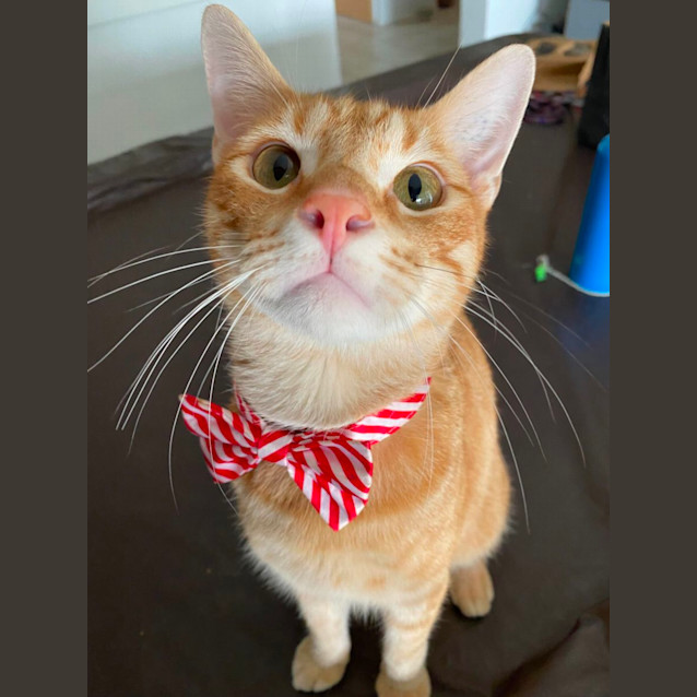 Photo of Tigger