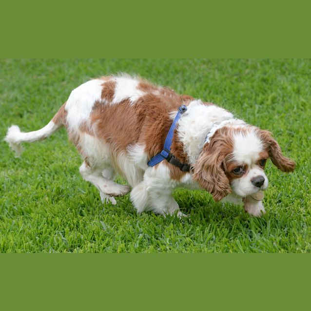 Photo of Susie
