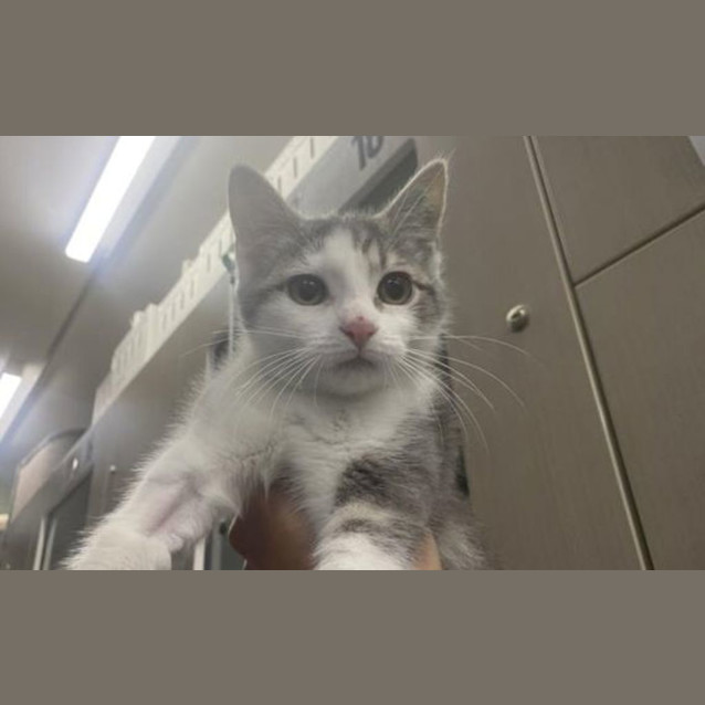 Photo of Willow