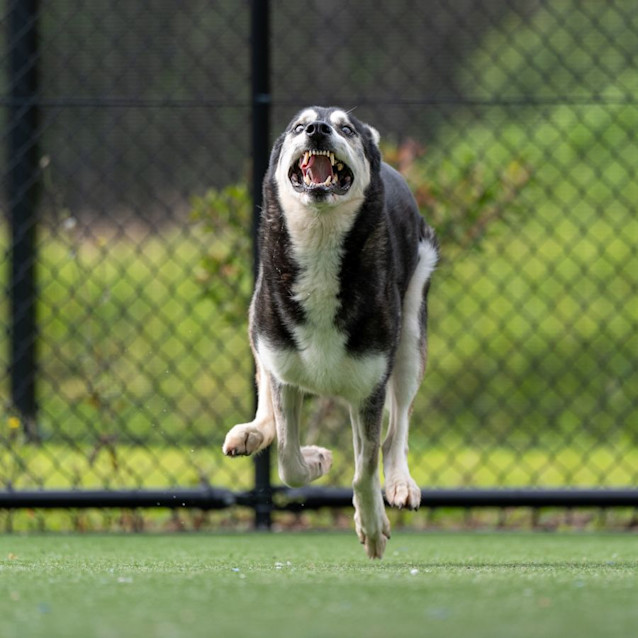 Photo of Derek Imp 292