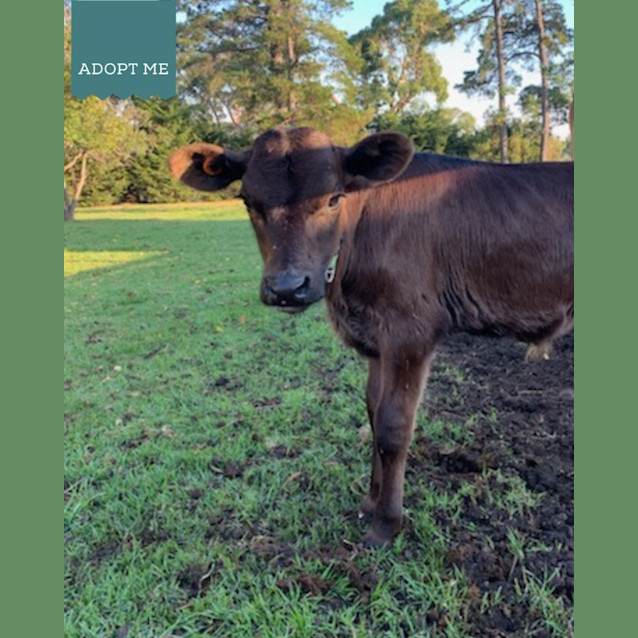 Photo of Bingo And Bluey