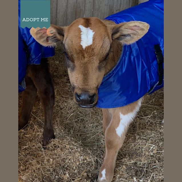 Photo of Bingo And Bluey