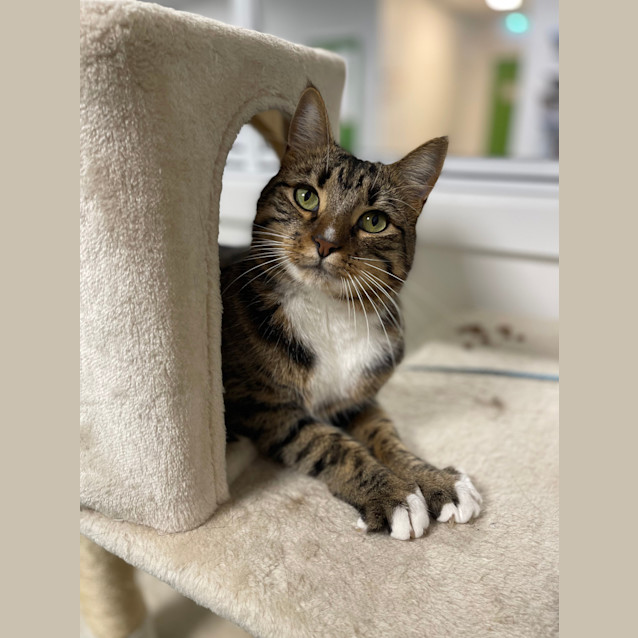 Photo of Brooklyn (Formerly Edwardo)