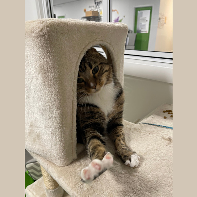 Photo of Brooklyn (Formerly Edwardo)