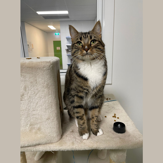 Photo of Brooklyn (Formerly Edwardo)