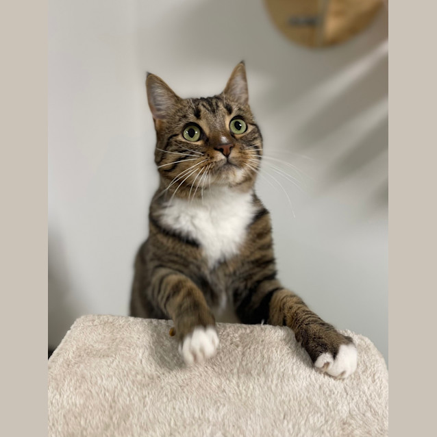 Photo of Brooklyn (Formerly Edwardo)