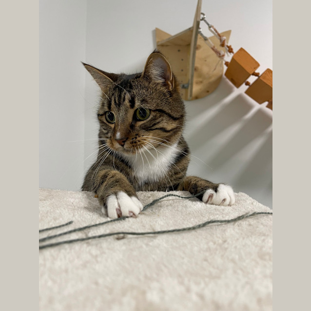 Photo of Brooklyn (Formerly Edwardo)