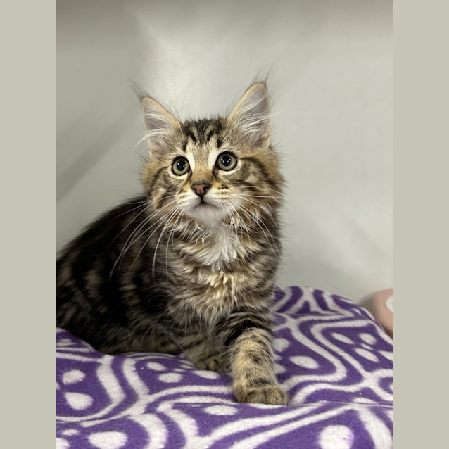 Photo of Shyla