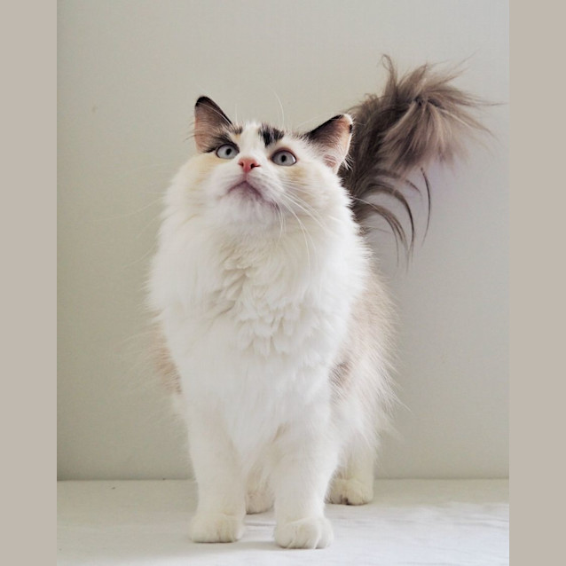 Photo of C828 Beanie