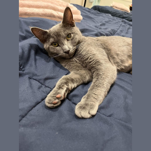 Photo of Bellatrix (Trixie!)