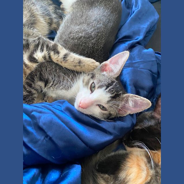 Photo of Tiefling **2nd Chance Cat Rescue**