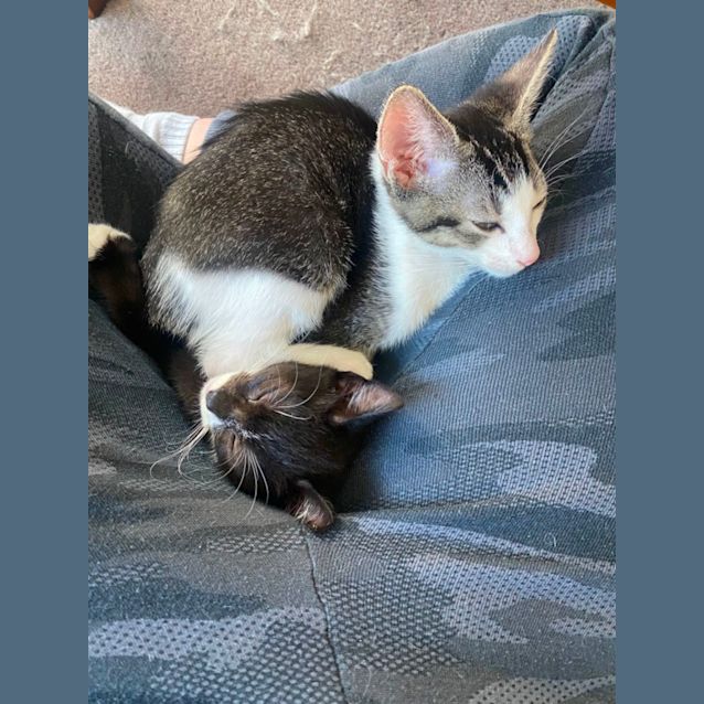Photo of Tiefling **2nd Chance Cat Rescue**