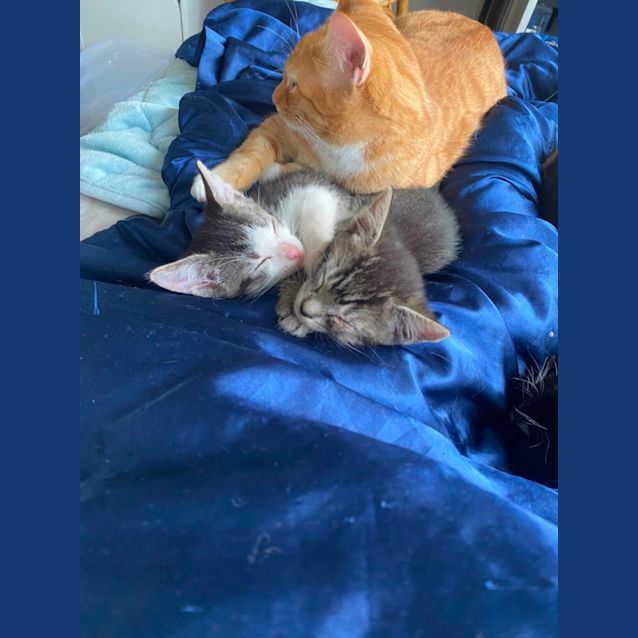 Photo of Tiefling **2nd Chance Cat Rescue**