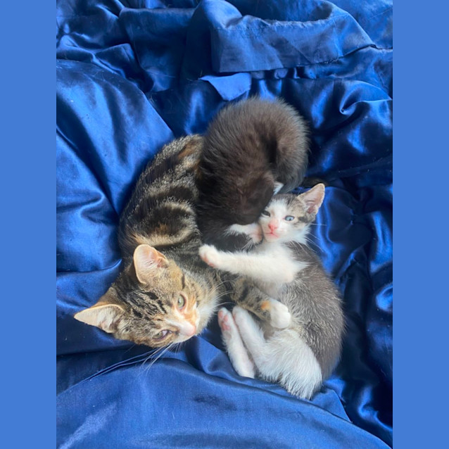 Photo of Tiefling **2nd Chance Cat Rescue**